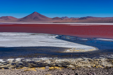 Pink Flamingos at Laguna Colorada Altiplano Boliviaの写真素材
