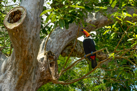 Exotic toucan bird in natural setting near Iguazu Falls in Foz dの写真素材
