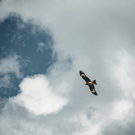 Bald Eagle flying over blue sky and cloudsの写真素材