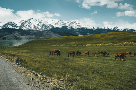 horses Street in steppe with Tian Shan mountains in background, Kazakhstan Central Asiaの写真素材