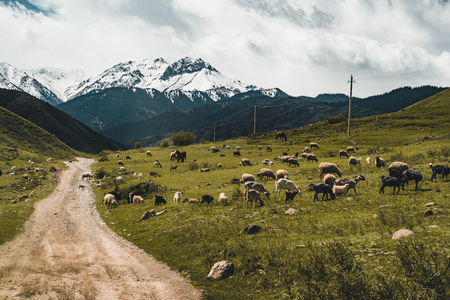 Street in steppe with many sheep and Tian Shan mountains in background, Kazakhstan Central Asiaの写真素材