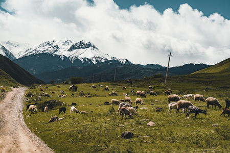 Street in steppe with many sheep and Tian Shan mountains in background, Kazakhstan Central Asiaの写真素材