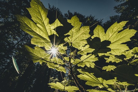 Sun star shining through leave with blue sky backgroundの写真素材