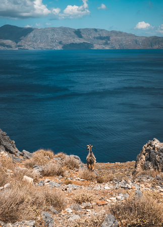 Curious goats. Goats typical for Mediterranean sea region with sea and island in the background. Picture taken on Greek island Crete, known for its climbing resort.の写真素材
