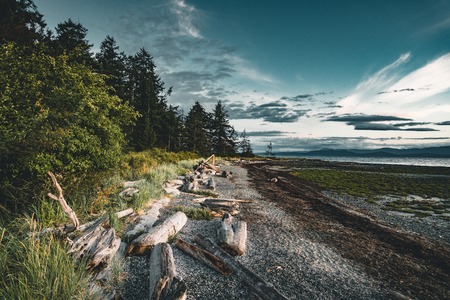 Driftwood and logs on a sandy beach on Vancouver Island with forest and blue sky in the backgorund.の写真素材