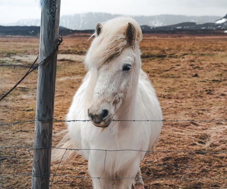 Icelandic horses. The Icelandic horse is a breed of horse developed in Iceland. Although the horses are small, at times pony-sized, most registries for the Icelandic refer to it as a horse.の写真素材