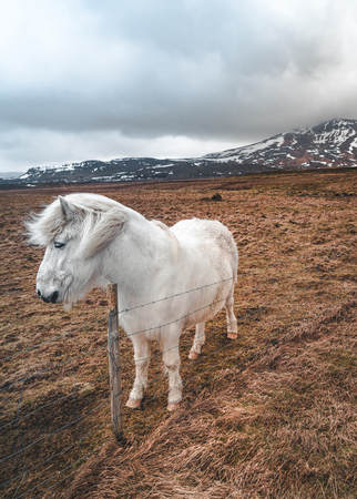 Icelandic horses. The Icelandic horse is a breed of horse developed in Iceland. Although the horses are small, at times pony-sized, most registries for the Icelandic refer to it as a horse.の写真素材