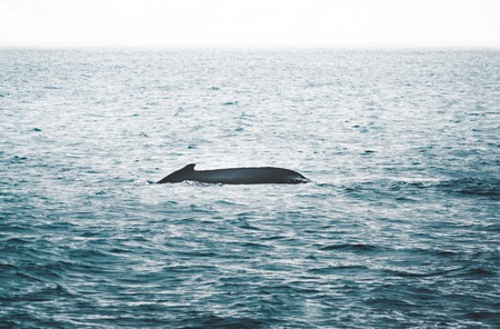 Close up view of the tail of humpback whale jumping in the cold water of Atlantic ocean in Iceland. Concept of whale watching, giant and powerful mammalの写真素材