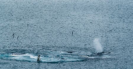3 Humpback Whale dive near Ilulissat among icebergs. Their source is by the Jakobshavn glacier. The source of icebergs is a global warming and catastrophic thawing of ice, Disko Bay, Greenlandの写真素材