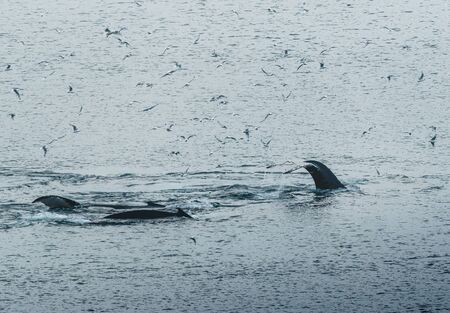 3 Humpback Whale dive near Ilulissat among icebergs. Their source is by the Jakobshavn glacier. The...