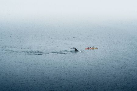 GREENLAND, Ilulissat - AUGUST, 7, 2019: People in sea kayaks observing a Humpback whale fin. Up to seven species of whales regularly visit the area.のeditorial素材
