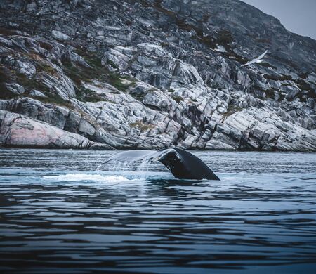 Aerial view of several humpback whales diving in the ocean with blue water and blow. Showing white fin in atlantic ocean. Photo taken in Greenland Disko bay island. Photo taken in Greenland.の写真素材