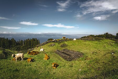 Cows near Straight EN3 longitudinal road northeast of Mount Pico and the silhouette of the Mount Pico along , Pico island, Azores, Portugal. Photo taken in Azores, Portugal.の写真素材