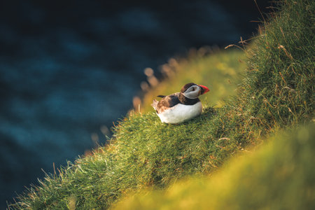 Atlantic Puffin or Common Puffin, Fratercula arctica, in flight on Mykines, Faroe Islandsの写真素材
