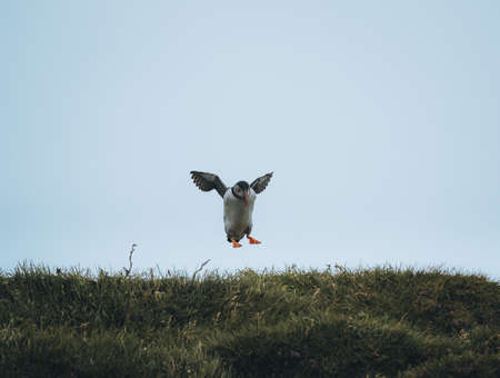 Atlantic Puffin or Common Puffin, Fratercula arctica, in flight on Mykines, Faroe Islandsの写真素材