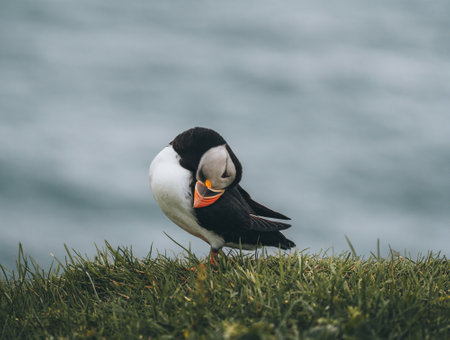 Atlantic Puffins bird or common Puffin in ocean blue background. Fratercula arctica. Shot in Faroe...