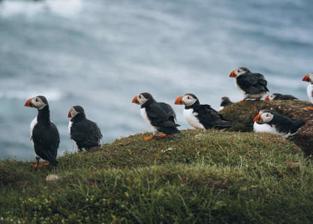 Atlantic Puffin or Common Puffin, Fratercula arctica, in flight on Mykines, Faroe Islandsの写真素材