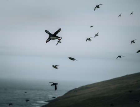 Atlantic Puffin or Common Puffin, Fratercula arctica, in flight on Mykines, Faroe Islandsの写真素材