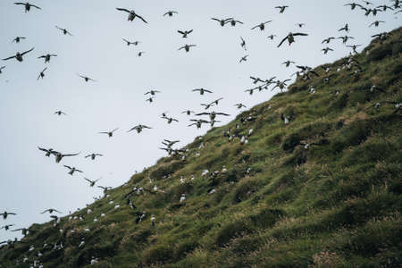 Panoramic view of beautiful landscape in Mykines, with focus on a puffins family, Faroe Islandsの写真素材