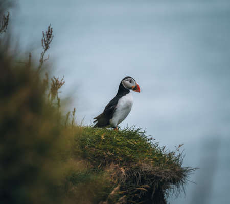 Atlantic Puffin or Common Puffin, Fratercula arctica, in flight on Mykines, Faroe Islands