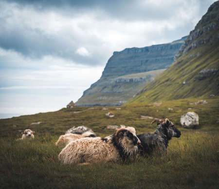 sheep animals with wool standing on hill or mountain top with green grass and stones on blue cloudy...