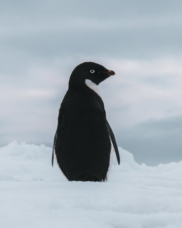 Adelie penguin in Antarctica surrounded by snow and ice.の素材 [FY310202871180]