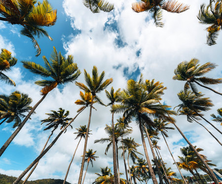 Tall tropical palm trees under blue sky. Photo taken in marigot Bay, Saint Lucia.の写真素材