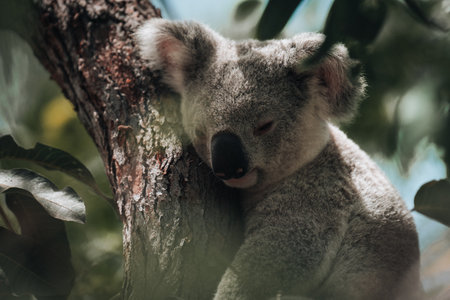 koala resting and sleeping on his tree with a cute smile. Australia, Queensland.の写真素材