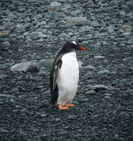 Gentoo Penguin walking on the Beach in Antarctica. Berthas Beach. Falkland Islands.の写真素材