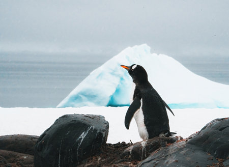 Sociable birds, Gentoo penguins, Pygoscelis Papua on a floating iceberg, one jumping out of the sea to join other birds, Gerlache Passage, Antarctic Peninsula, Southern Ocean, Antarcticaの写真素材
