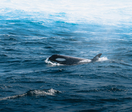 Orca Killer Whale Calf surfaces in Antarctica, Greenland.の写真素材