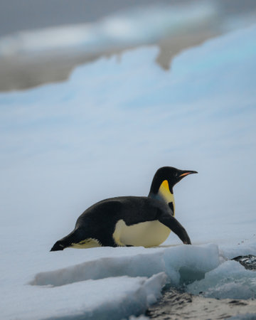 Emperor penguin in Natarctica standing and walk on snowの写真素材