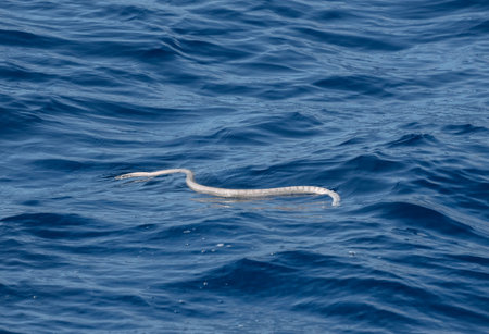 Large sea snake, Hydrophis, on beach in Australiaの写真素材