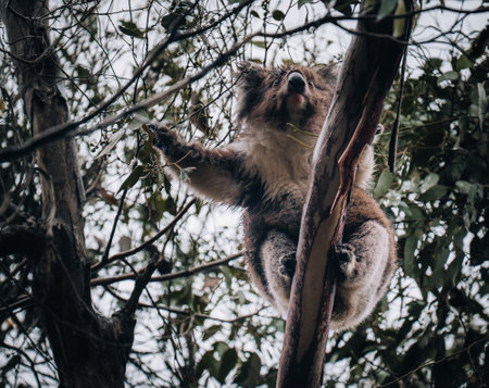 Koala in the wild with gum tree on the Great Ocean Road, Australia. Somewhere near Kennet river....