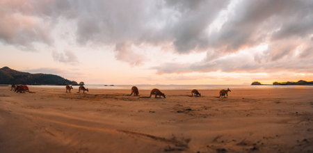 Kangaroo Wallaby at the beach during sunrise in cape hillsborough national park, Mackay. Queensland, Australia.の写真素材