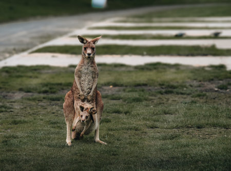 Australian western grey kangaroo with baby joey in pouch, new south wales, australiaの写真素材