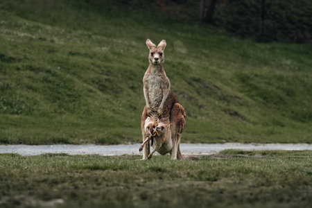 Australian western grey kangaroo with baby joey in pouch, new south wales, australiaの写真素材
