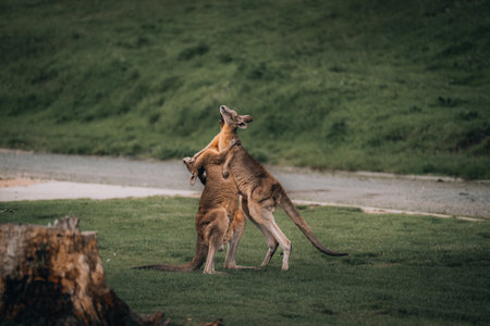 Macropus giganteus - Two Eastern Grey Kangaroos fighting with each other in Australia. Animal cruel duel in the green australian forest. Kickboxing ang boxing two fighters.の写真素材