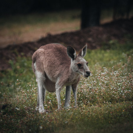 Kangaroo Wallaby is hiding in the grass on the shore of the lake. Australian wildlife. Queenslandの写真素材