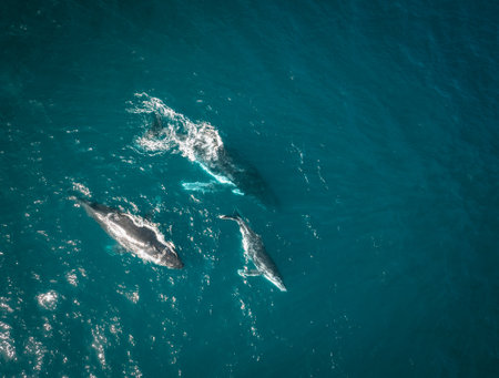 Humpback whale and calf aerial drone shot sleeping on the surface of the ocean in Australia, New South Wales.の写真素材