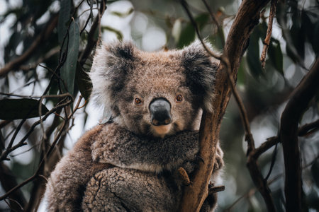 Koala in the wild with gum tree on the Great Ocean Road, Australia. Somewhere near Kennet river. Victoria, Australia.の写真素材