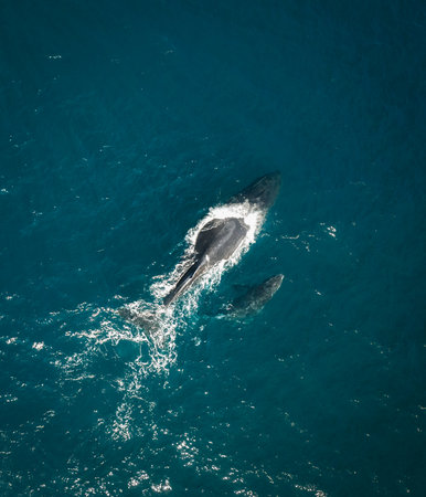 Humpback whale and calf aerial drone shot sleeping on the surface of the ocean in Australia, New South Wales.の写真素材