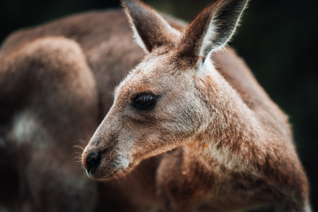 Kangaroo Wallaby is hiding in the grass on the shore of the lake. Australian wildlife. Queenslandの写真素材
