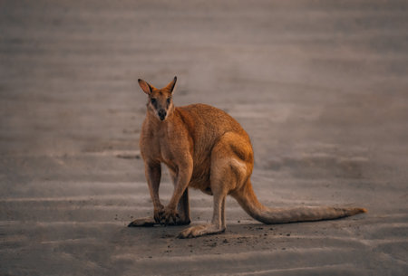 Kangaroo Wallaby at the beach during sunrise in cape hillsborough national park, Mackay. Queensland, Australia.の写真素材
