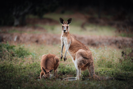 Kangaroo Wallaby is hiding in the grass on the shore of the lake. Australian wildlife. Queenslandの写真素材