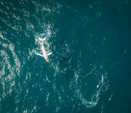 Humpback whale and calf aerial drone shot sleeping on the surface of the ocean in Australia, New South Wales.の写真素材