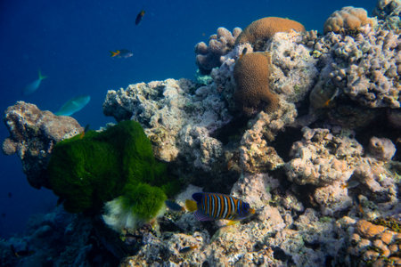 Underwater photograph with variety of fish and colorful coral of great barrier reef, Queensland,...