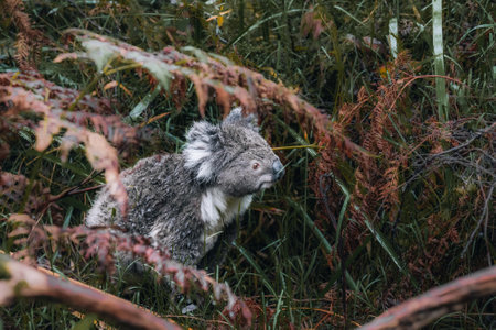 Koala in the wild with gum tree on the Great Ocean Road, Australia. Somewhere near Kennet river. Victoria, Australia.の写真素材