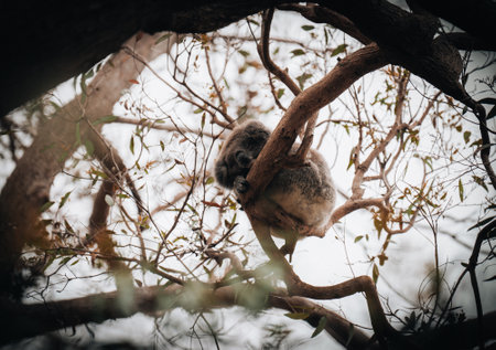 Koala in the wild with gum tree on the Great Ocean Road, Australia. Somewhere near Kennet river....