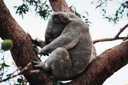Koala on the smooth bark of a big branch under the leaves of a eucalyptus tree in Magnetic Island,...